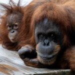 Madu and Nangka side by side looking at the camera