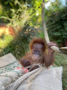 close up of a baby orangutan