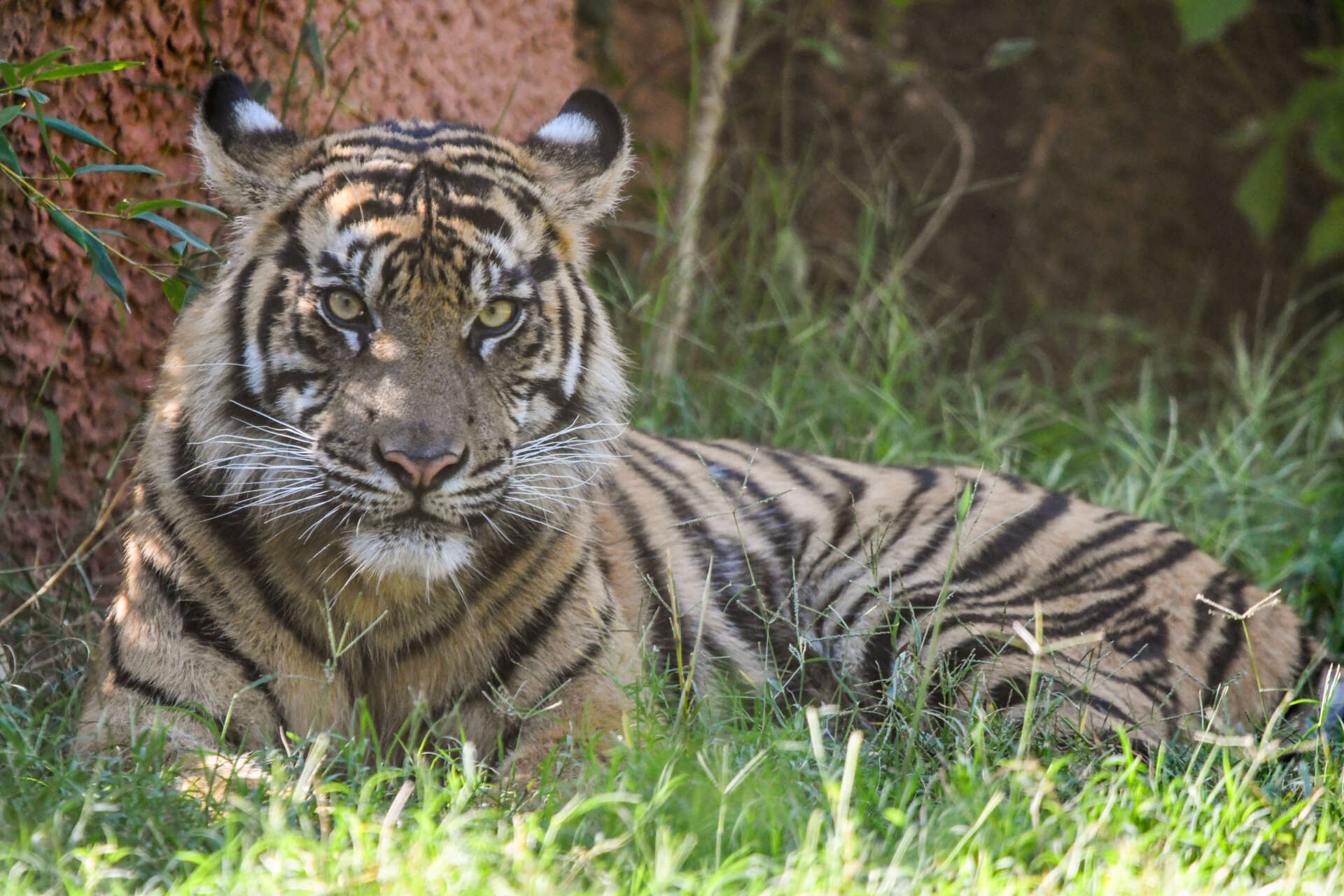 ZOO ATLANTA WELCOMES BOB THE SUMATRAN TIGER - Zoo Atlanta