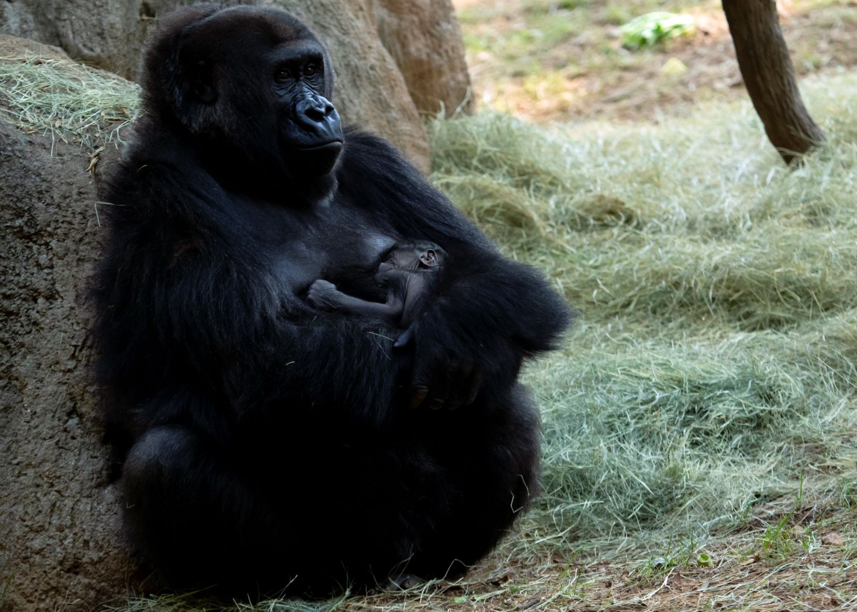 Gorilla Cub Born Zoo Atlanta A Critical Medical Intervention in Atlanta