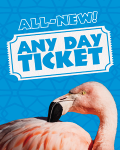 An image of a flamingo against a bright blue background. A graphic reads "All-New Any Day Ticket" in the shape of a ticket.