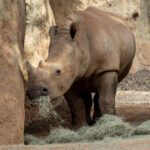 Side view of Zuri eating hay
