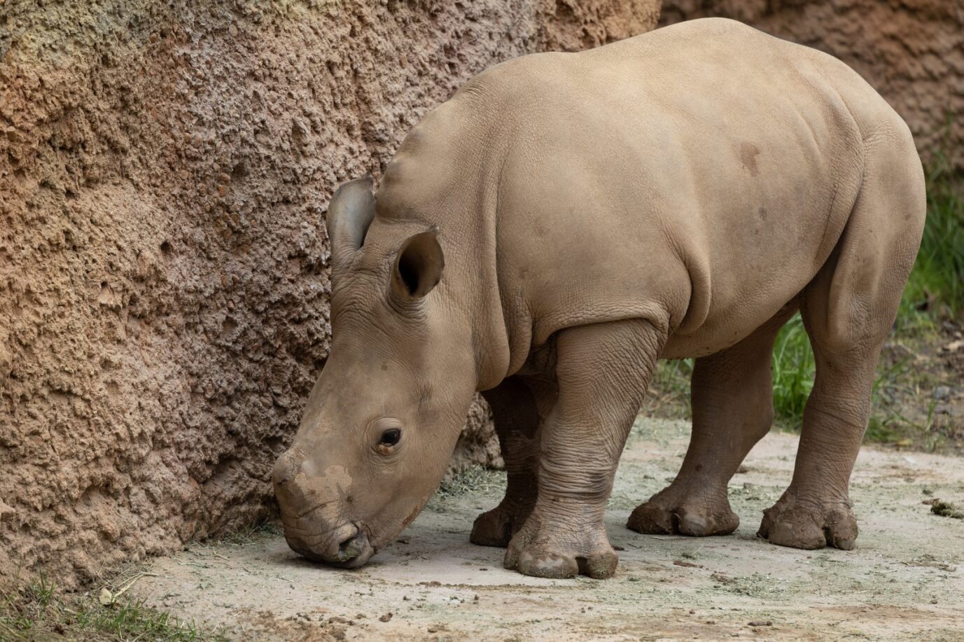 SAY HELLO TO ZURI! - Zoo Atlanta