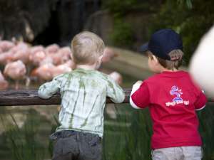 Two young boys look into the flamingo habitat.