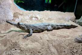 An African slender snouted crocodile basks on a sandy surface.