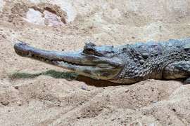 An African slender snouted crocodile basks on a sandy surface.