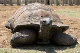 An Aldabra tortoise sits in its zoo habitat.