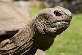 close up of aldabra tortoise