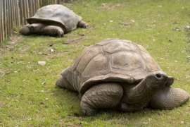 Two Aldabra tortoises sit on the green grass of their zoo habitat.