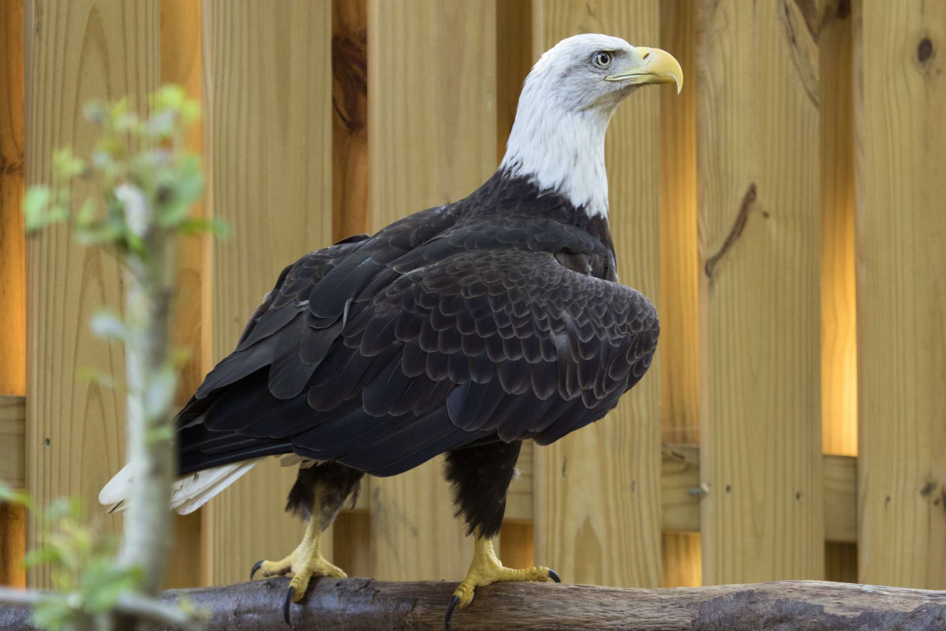 ZOO ATLANTA IS SADDENED BY THE PASSING OF SEQUOYAH THE BALD EAGLE - Zoo ...