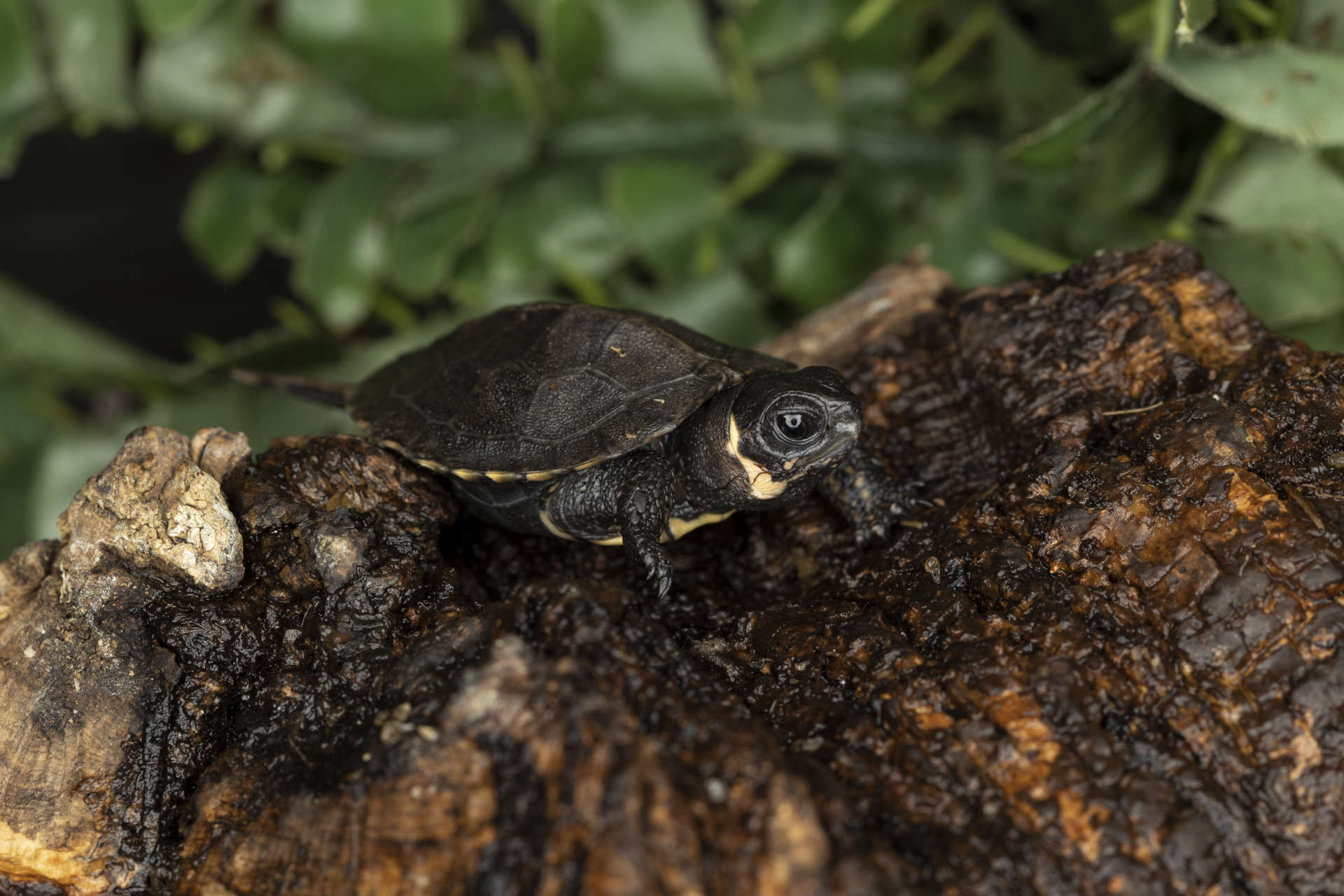 CRITICALLY ENDANGERED BOG TURTLE HATCHES AT ZOO ATLANTA - Zoo Atlanta