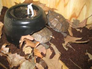 two baby tortoises in / next to experimental shelter