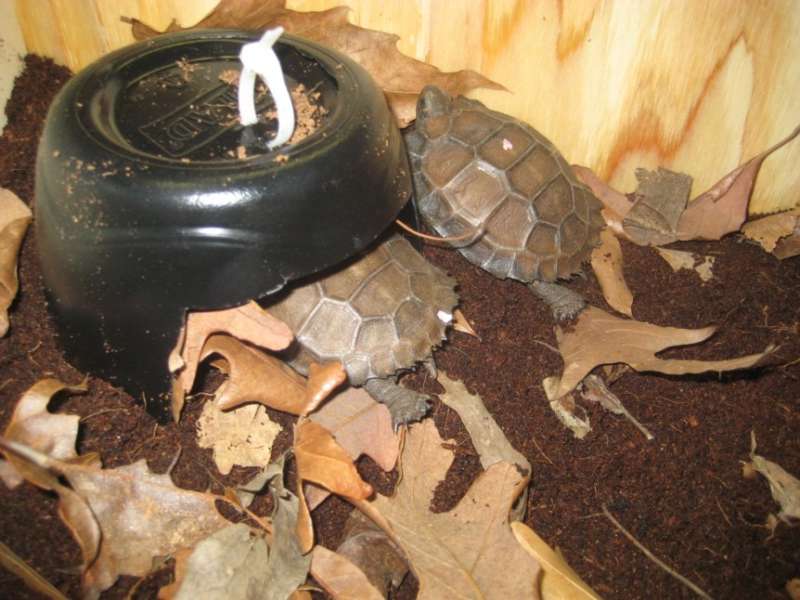 Resources and Social Structures in Juvenile Tortoises - Zoo Atlanta