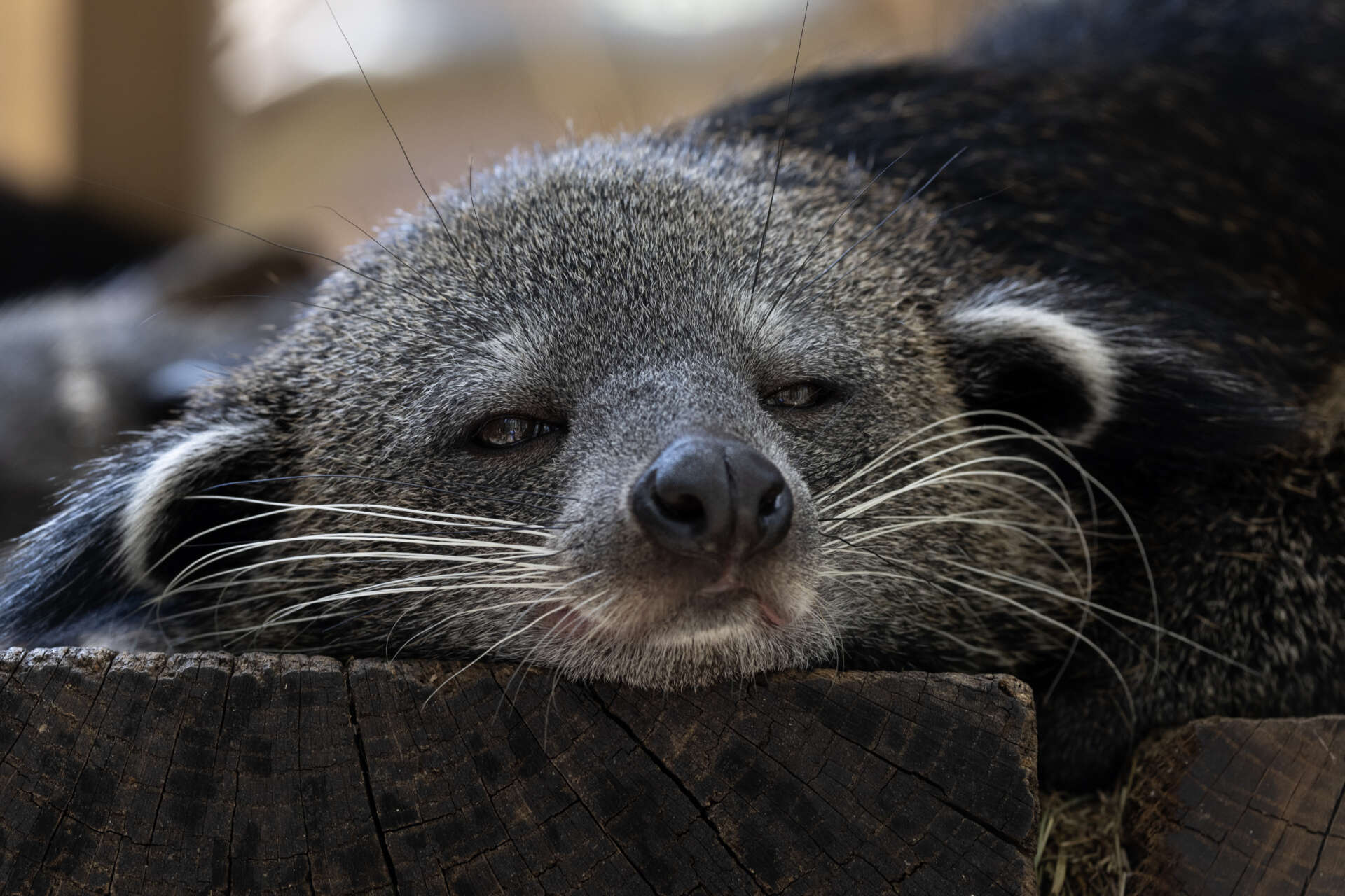 Catching up with the binturong family - Zoo Atlanta