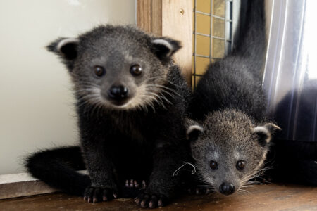 Two bintlets, or baby binturongs, peer curiously at the camera in a behind-the-scenes area.
