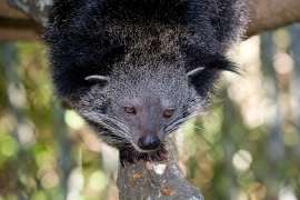 A binturong stands on a branch in its zoo habitat.