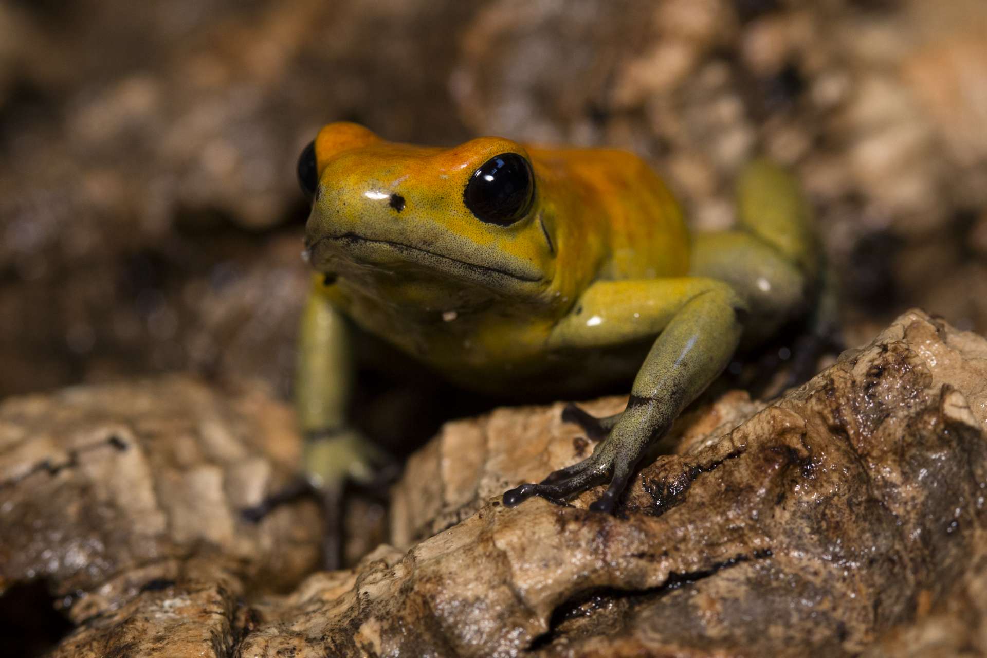 The world of poison dart frog toxicity - Zoo Atlanta