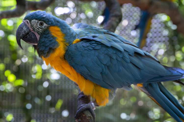 Blue-throated Macaw | Zoo Atlanta