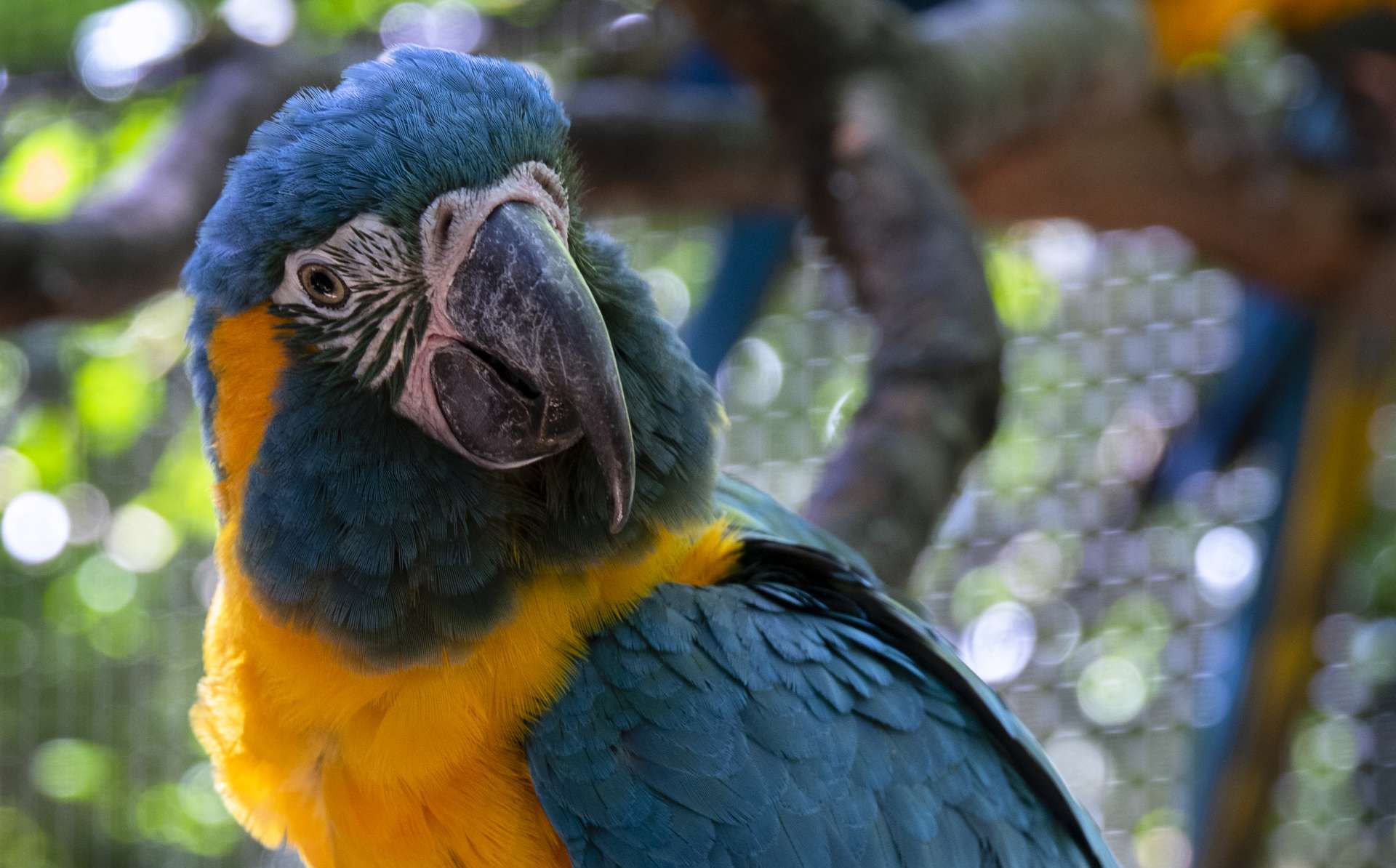 Do The Macaws Talk? - Zoo Atlanta