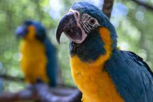 blue-throated macaw with another one in the background blurred