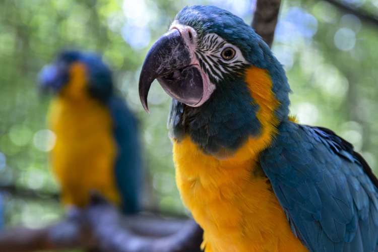 Blue-throated Macaw - Zoo Atlanta