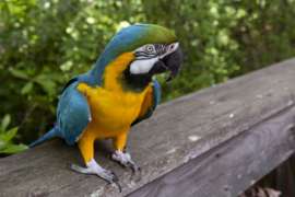 Cortez the blue and gold macaw