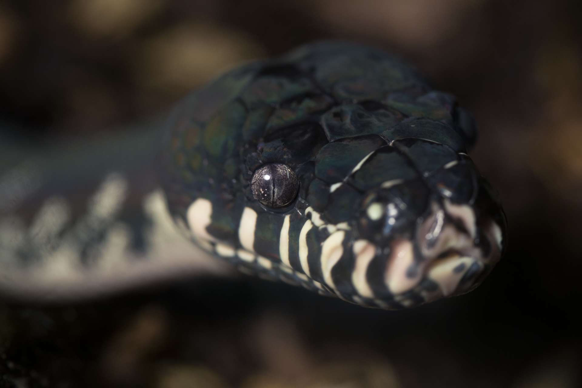 zoo atlanta snake escape