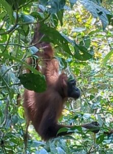 an orangutan hangs from the trees