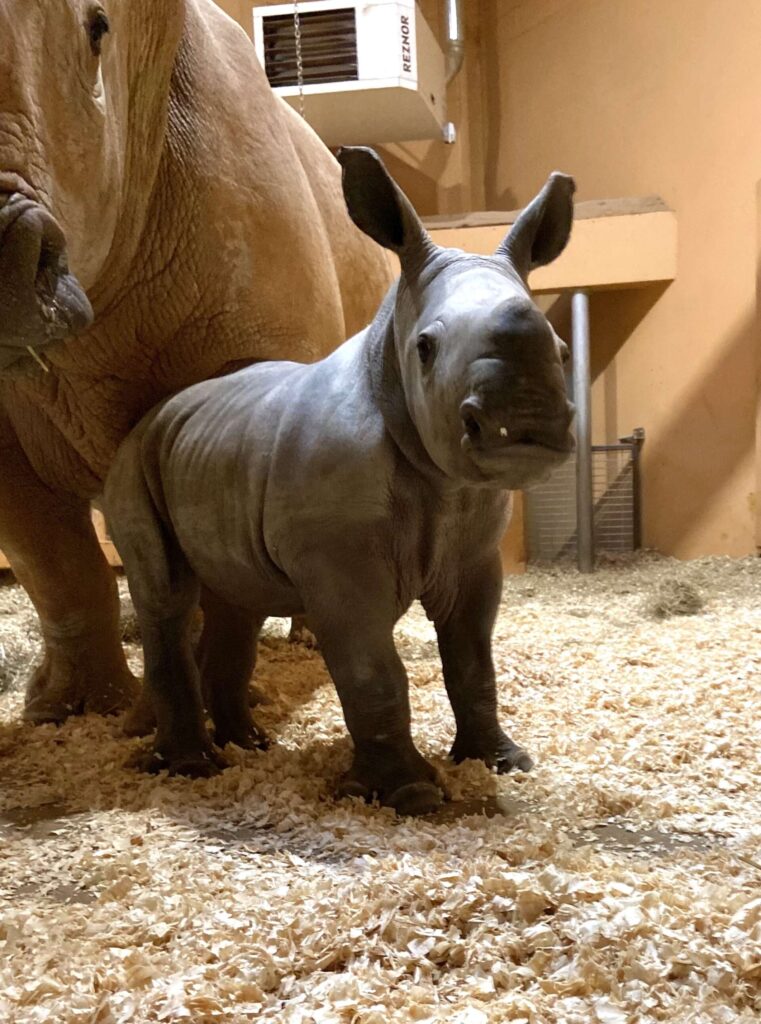IT’S A GIRL! SOUTHERN WHITE RHINO CALF CONFIRMED TO BE FEMALE Zoo Atlanta