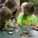 A group of girls, wearing Safari Day Camp shirts featuring a zebra, examine a collection of leaves while an instructor looks on.