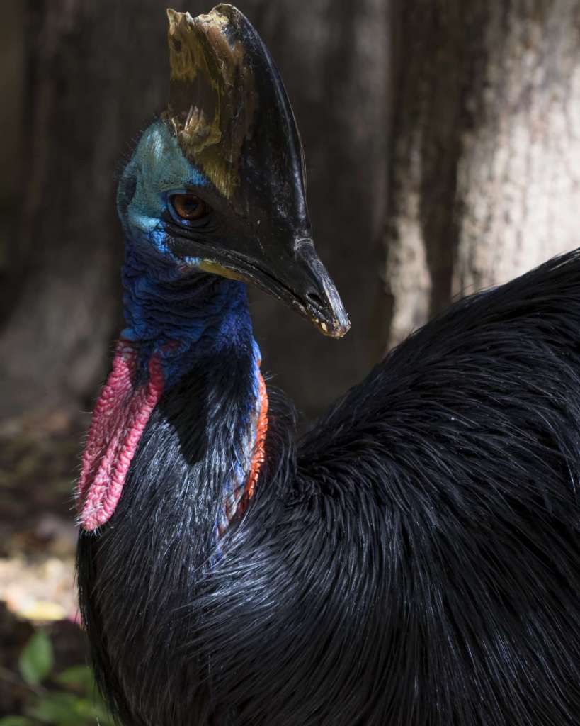 Cassowaries are the coolest - Zoo Atlanta