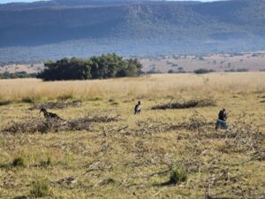 ground hornbills in their natural habitat