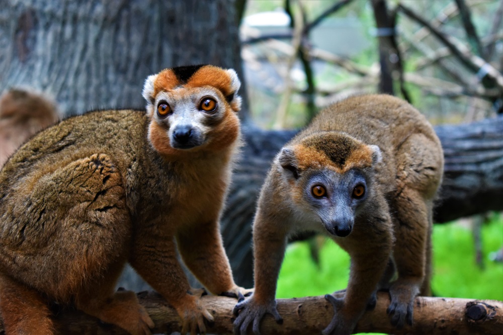 Ten facts to celebrate Chewie - Zoo Atlanta