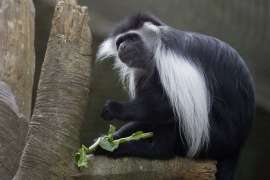 colobus monkey eating lettuce on tree stump