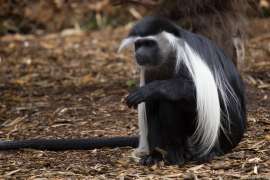 black and white colobus monkey sitting on the ground