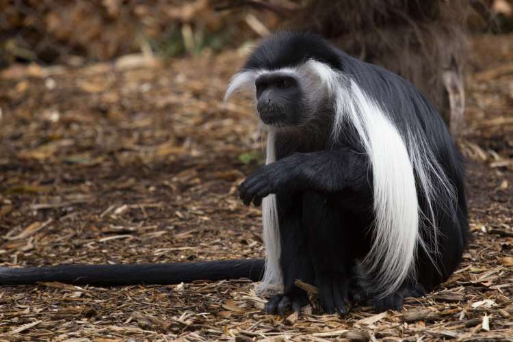 Colobus Monkey, Our Animals