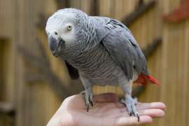 grey parrot perched on persons hand
