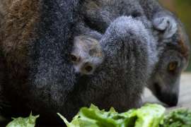 A small baby crowned lemur nestled in it's mother's fur peers out.