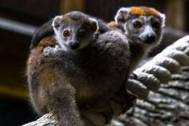 A young crowned lemur sits on it's mom in their zoo habitat.