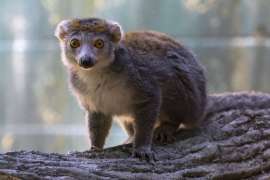 crowned lemur sitting on tree branch