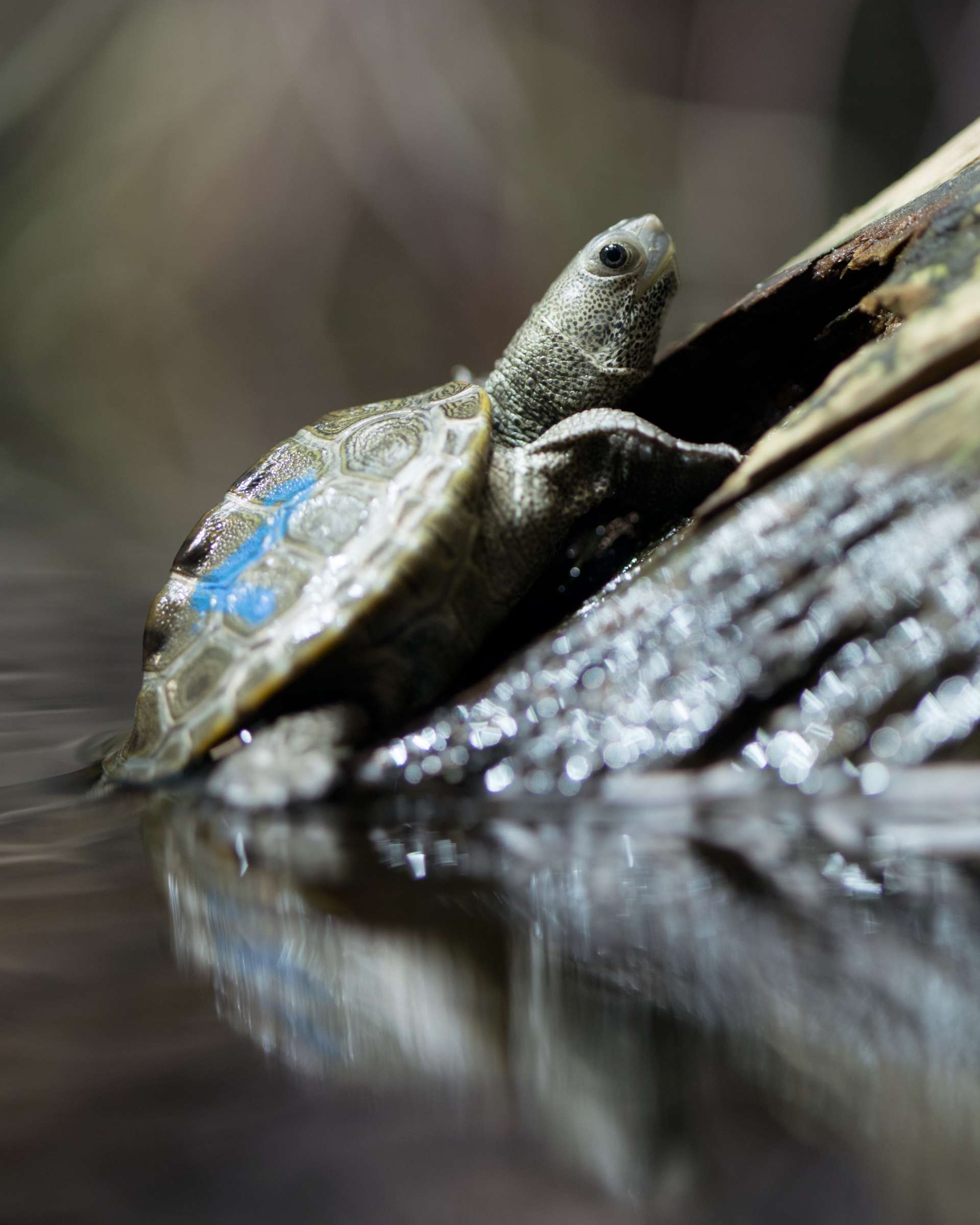 Why zoos matter Zoo Atlanta