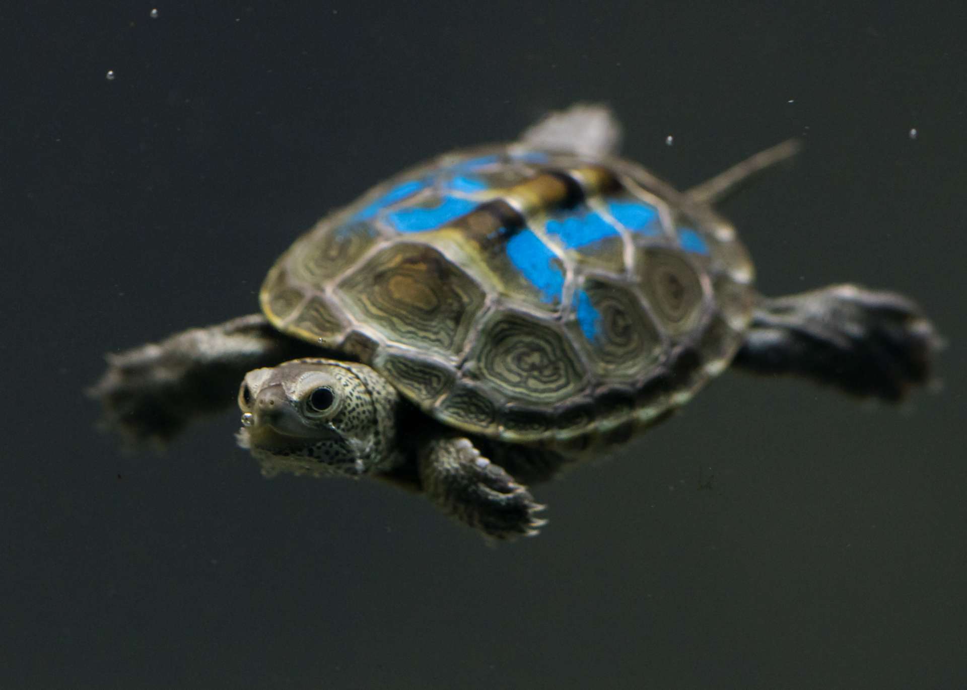 Terrapin Release: Fruits Of Labor - Zoo Atlanta