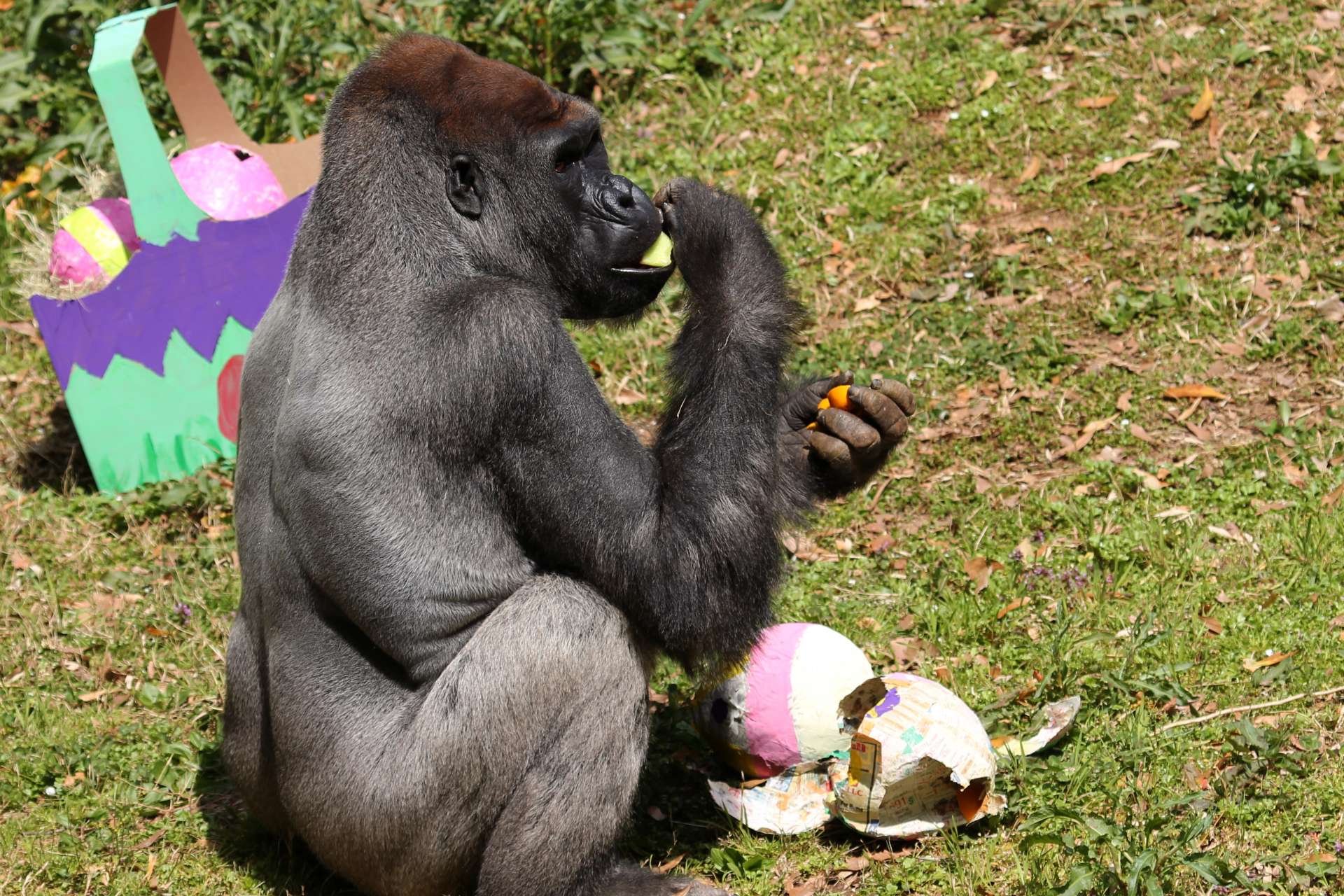 Spring Break mustdos at the Zoo Zoo Atlanta