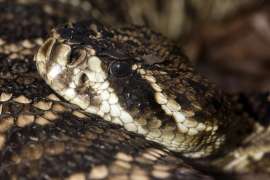 An eastern diamondback rattle snake coiled, rests its head on its body.