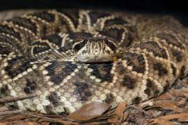 An eastern diamondback rattlesnake sits coiled on a bed of leaves.