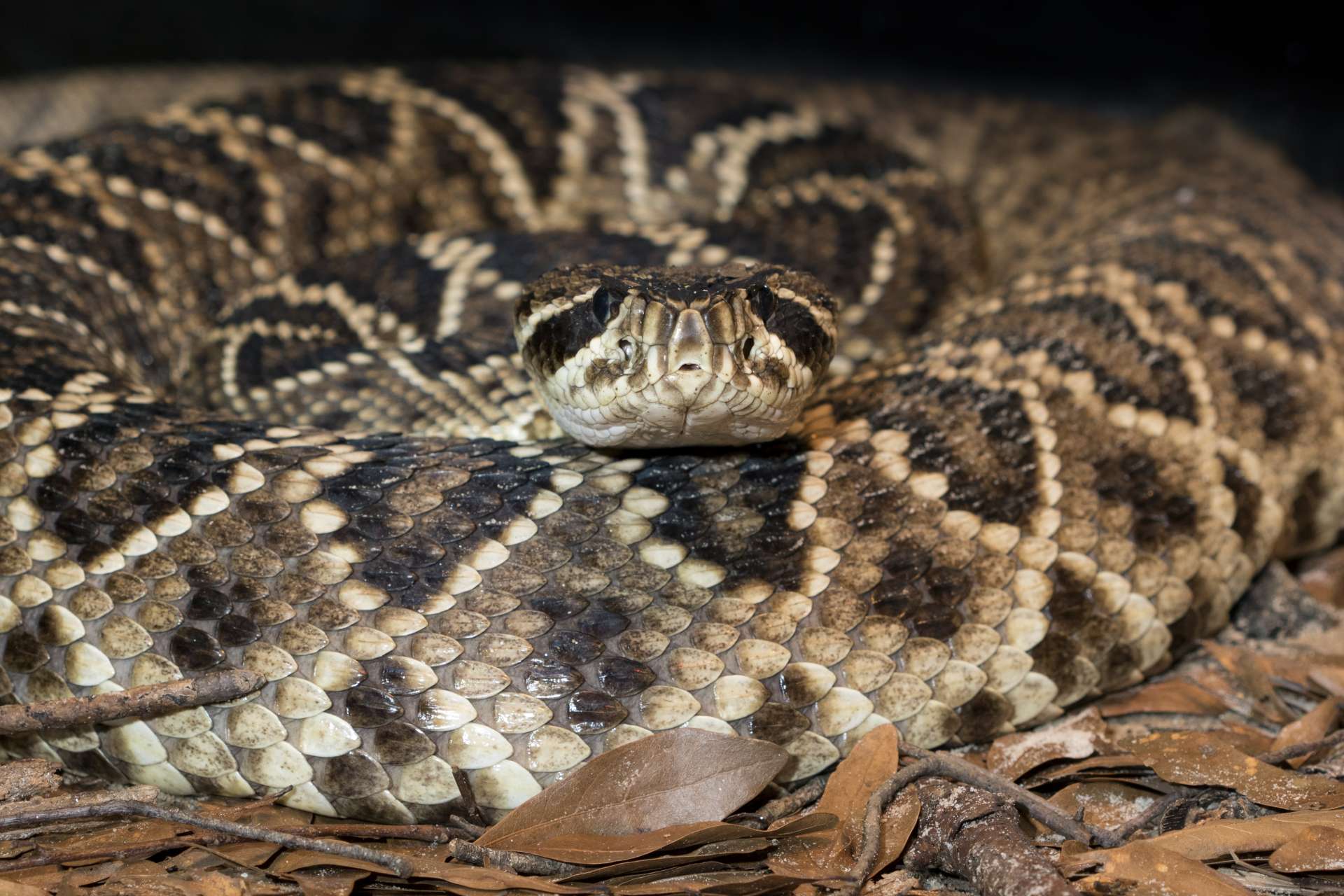 Eastern Diamondback Rattlesnake | Zoo Atlanta