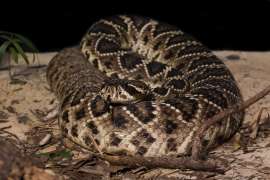 An Eastern diamondback rattlesnake coiled with its tongue out.