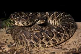 An eastern diamondback rattlesnake is coiled and ready to strike.
