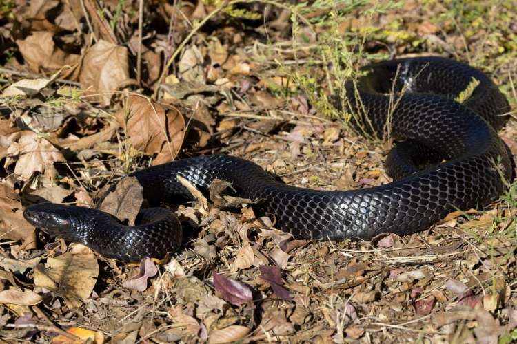 Eastern Indigo Snake