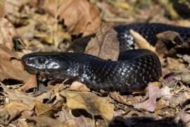 An Eastern indigo snake's iridescent scales shine as it sits in the sun on a bed of dried leaves.